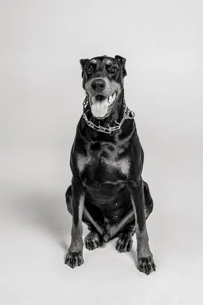 DaVinci DeSouza - Security Director (Doberman Pinscher)